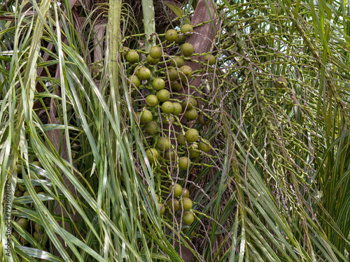 Macaw Palm Fruits