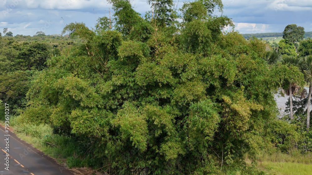 large clump of bamboo foliage