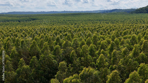 cultivation of eucalyptus trees