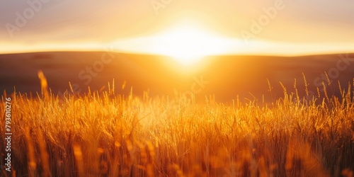 Sun setting behind a tranquil wheat field, casting a golden glow across the landscape.