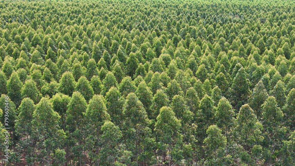 Fototapeta premium cultivation of eucalyptus trees