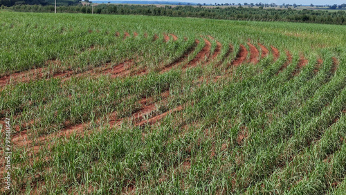field sugar cane cultivation