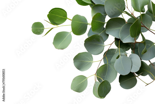Cluster of Green Leaves on White Background