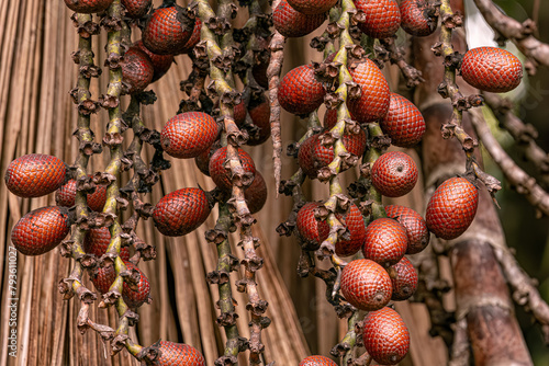 fruits of the buriti palm tree