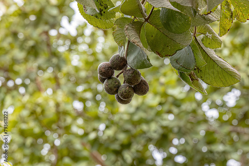 Pekea Nut Tree Fruit photo