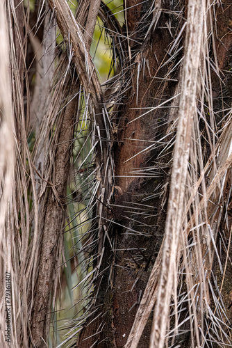 Macaw Palm Tree photo