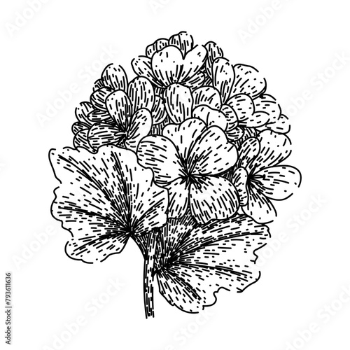 pink geranium hand drawn. garden plant, colorful summer, perennial red pink geranium vector sketch. isolated black illustration