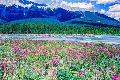 Flowering meadow in a river valley by the mountains