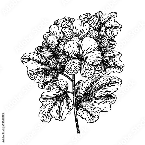 plant geranium hand drawn. colorful summer, perennial red, beauty bloom plant geranium vector sketch. isolated black illustration photo