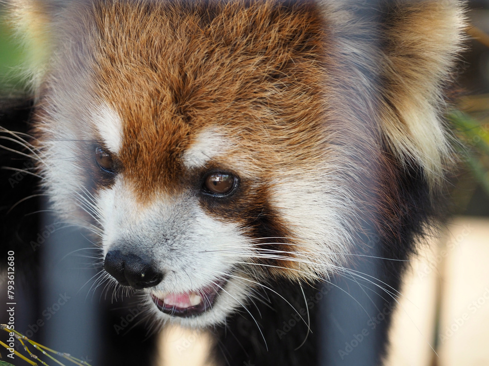 動物園のレッサーパンダ 動物園のレッサーパンダ
