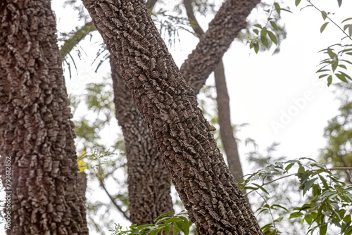 textured trunk of angiosperm tree photo