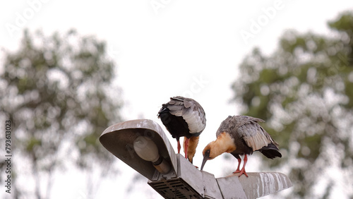 Buff necked Ibis Animals photo