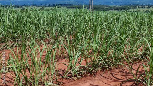 field sugar cane cultivation