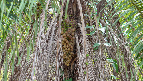 Macaw Palm Fruits