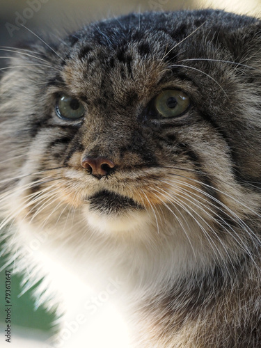 動物園のマヌルネコ
