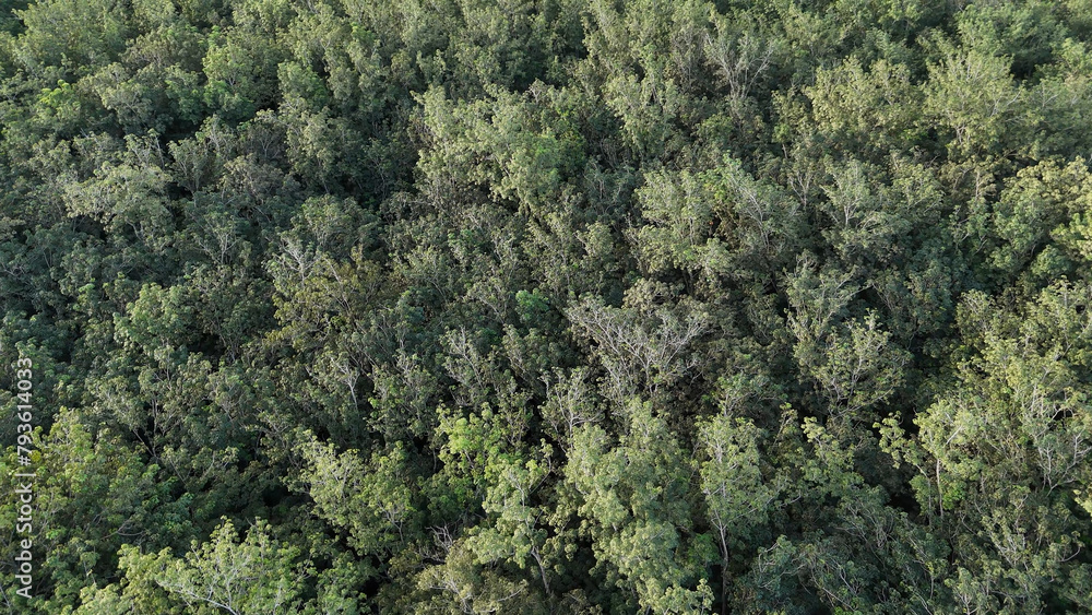 rubber tree forest for latex extraction rubber tree forest for latex extraction