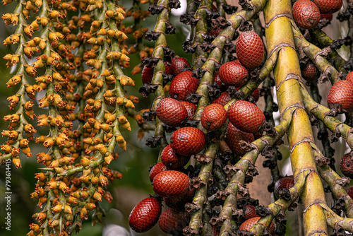 flowers and fruits of the buriti palm tree