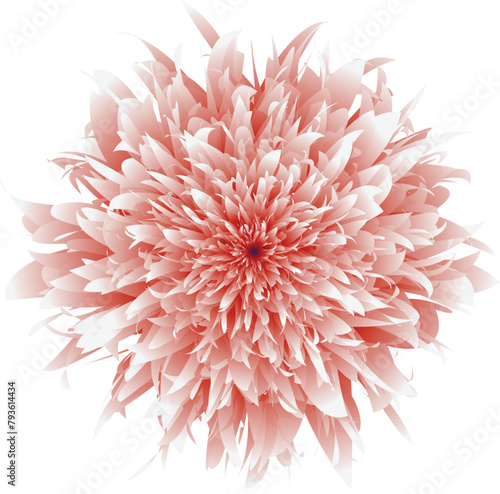 flower pink rose flower bouquet Isolated realistic pink petals, blossom, branches,