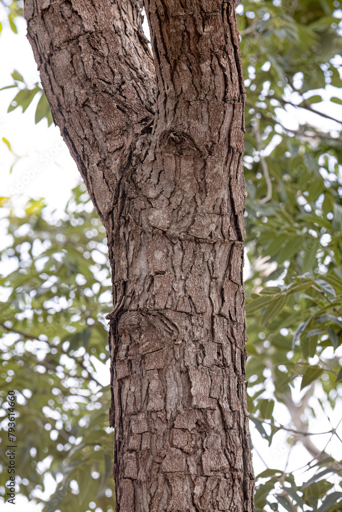 Pekea Nut Tree Trunk