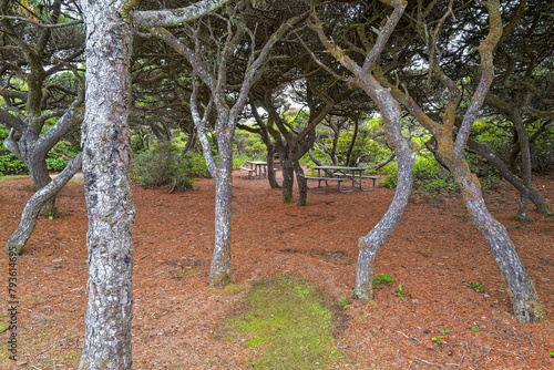 Picnic area sheltered below a canopy of twisted trees at Carl G Washburne Memorial State Park on the Pacific Coast, Oregon, USA