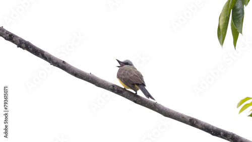 Tropical Kingbird Animal photo
