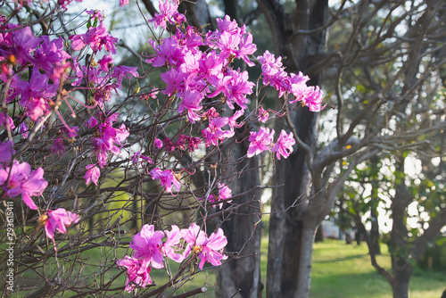公園に咲くピンク色のつつじの花