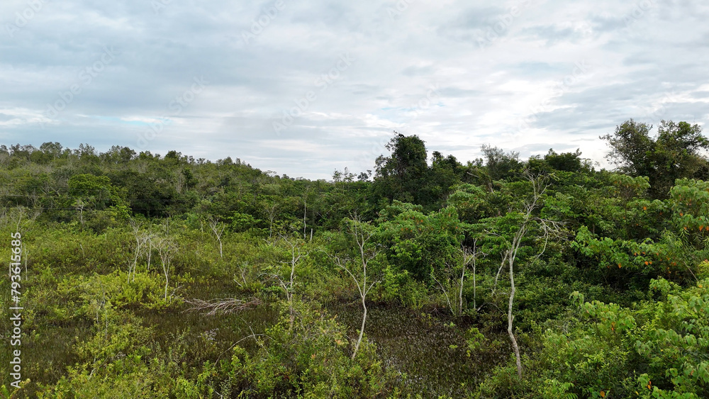 Small Swamp in Itaja