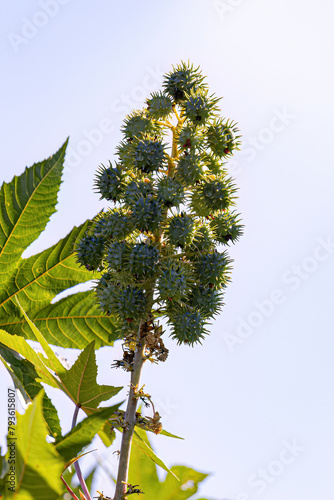 Green Castor Bean Plant photo