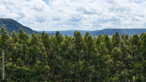 cultivation of eucalyptus trees