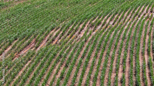 field sugar cane cultivation