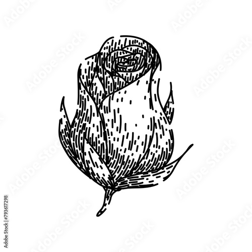 petals rose hand drawn. fragrance thorns, garden beauty, love romantic petals rose vector sketch. isolated black illustration