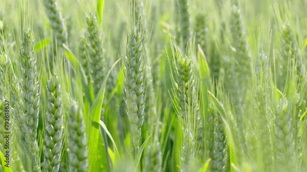Ripening ears of meadow wheat field. Ears of green wheat close up. Ripening ears of meadow wheat field. Ears of green wheat close up.
