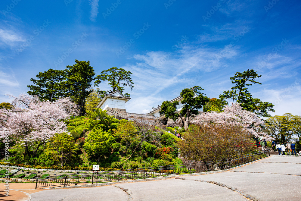 桜が満開の小田原城の風景