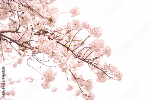 満開の桜　ソメイヨシノ　背景素材 (ID: 793619258)