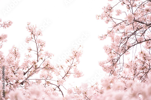 満開の桜　ソメイヨシノ　背景素材 (ID: 793619480)