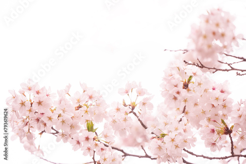 満開の桜　ソメイヨシノ　背景素材 (ID: 793619624)