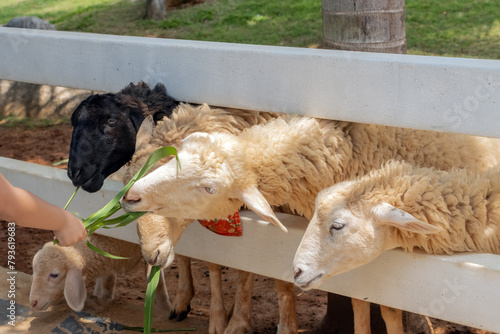 Feeding sheep behind a wooden fence
