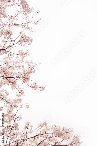 満開の桜　ソメイヨシノ　背景素材 (ID: 793619696)