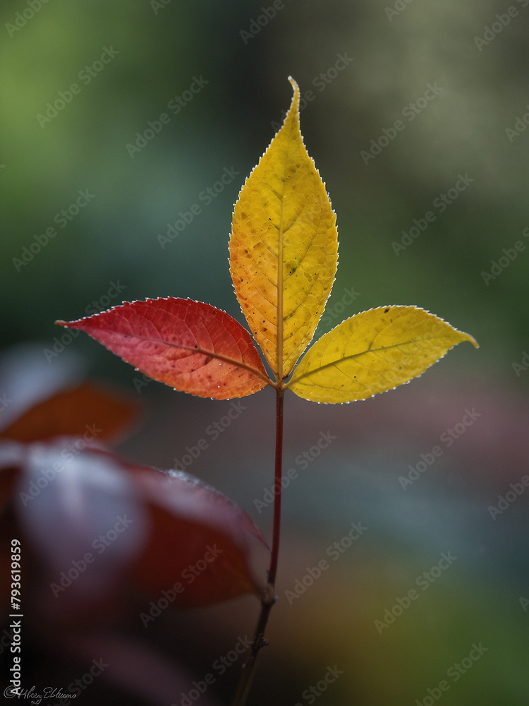 Obraz premium Serendipity Unveiled, Capturing the Solitary Luck Leaf Amidst Nature's Blur