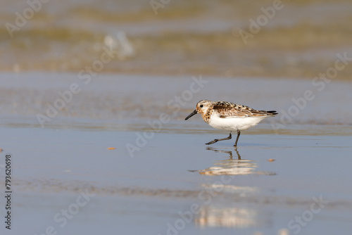 Sanderling (Calidris alba) fsearching for food on the beach on the East Frisian Island Juist, Germany.