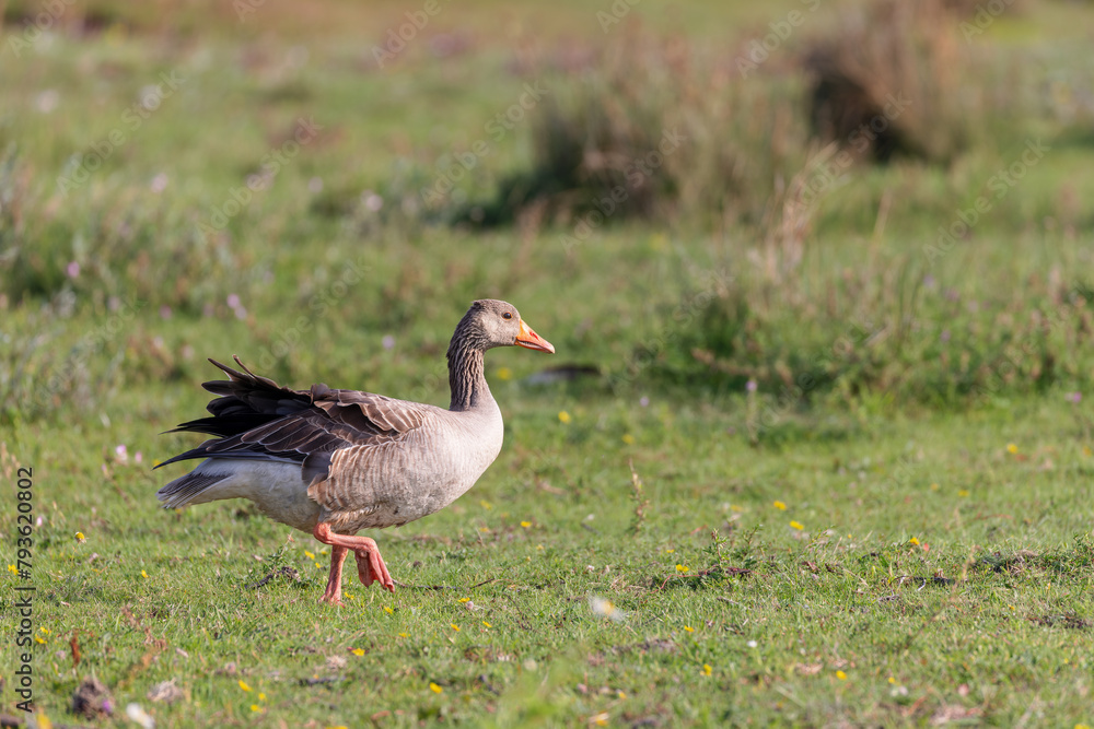 Graylag goose (Anser anser) on the salt meadows on the East Frisian Island Juist, Germany. Graylag goose (Anser anser) on the salt meadows on the East Frisian Island Juist, Germany.