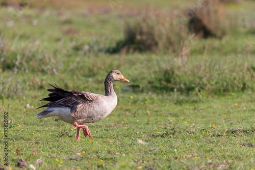 Graylag goose (Anser anser) on the salt meadows on the East Frisian Island Juist, Germany.