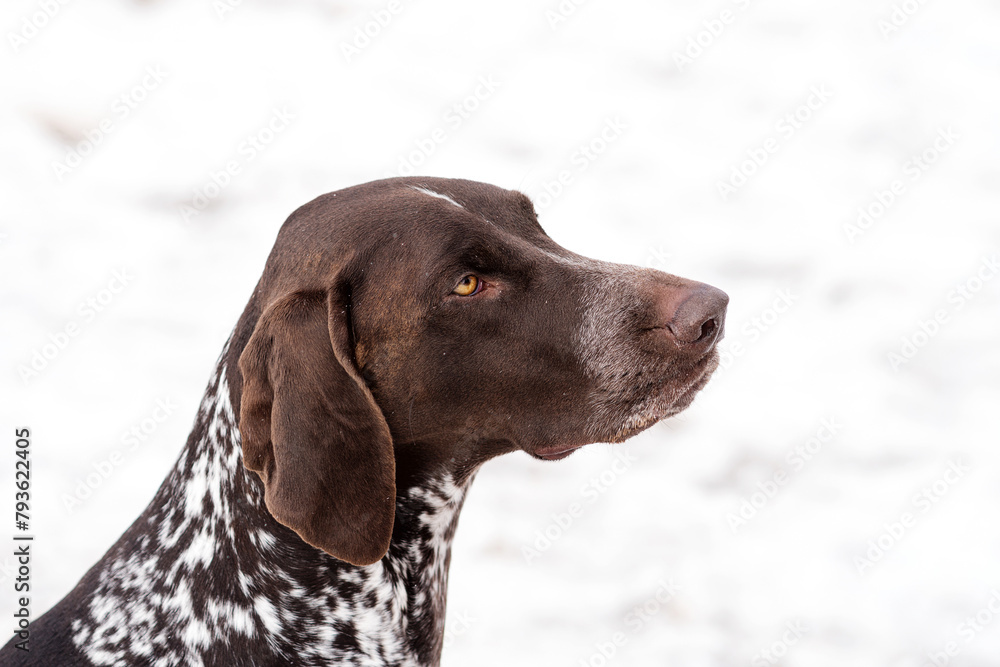 Close-up of a thoughtful brown dog with snowy background.