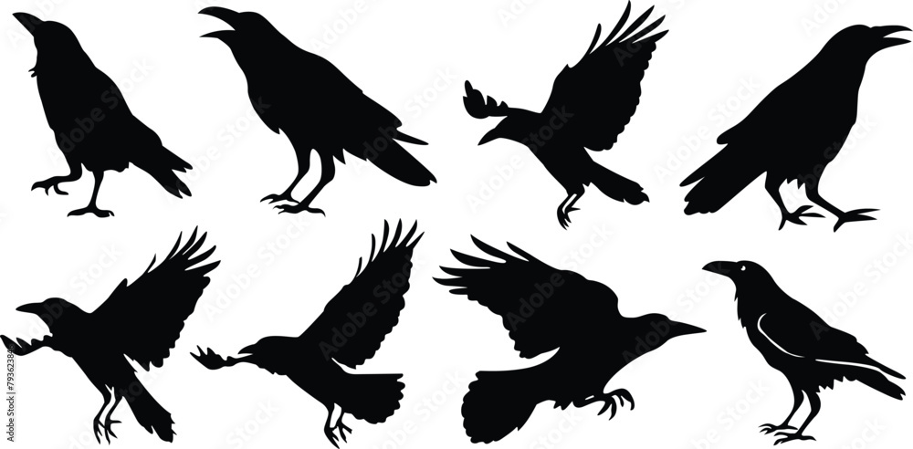 Obraz premium Crow silhouettes and flying crow silhouettes set. Vector illustration