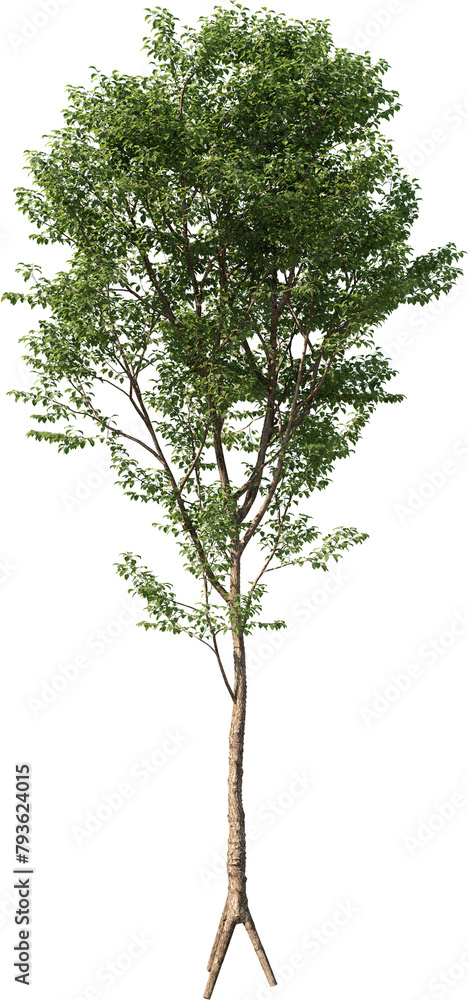 Fototapeta premium Tree, Summer Tree, Green Tree, Tree in Transparent Background, PNG, Cutout, Overlays