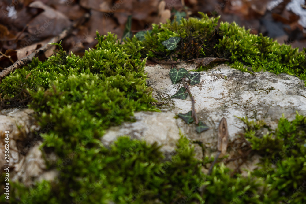Moss stone background. Abstract natural background. An old stone overgrown with moss in close-up on the ground. The concept of withering, a time interval. Brown-green shades of the forest. Copy space Moss stone background. Abstract natural background. An old stone overgrown with moss in close-up on the ground. The concept of withering, a time interval. Brown-green shades of the forest. Copy space