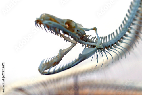 Skeleton of a snake. Antique bones of an anaconda, a predatory reptile. © Marat