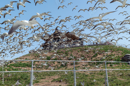 【青森県八戸市蕪島】うみねこ繁殖地の春。一斉に飛び立つウミネコの乱舞