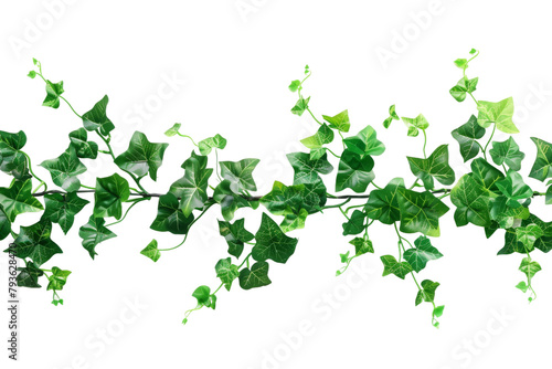 Green Vine With Leaves on White Background