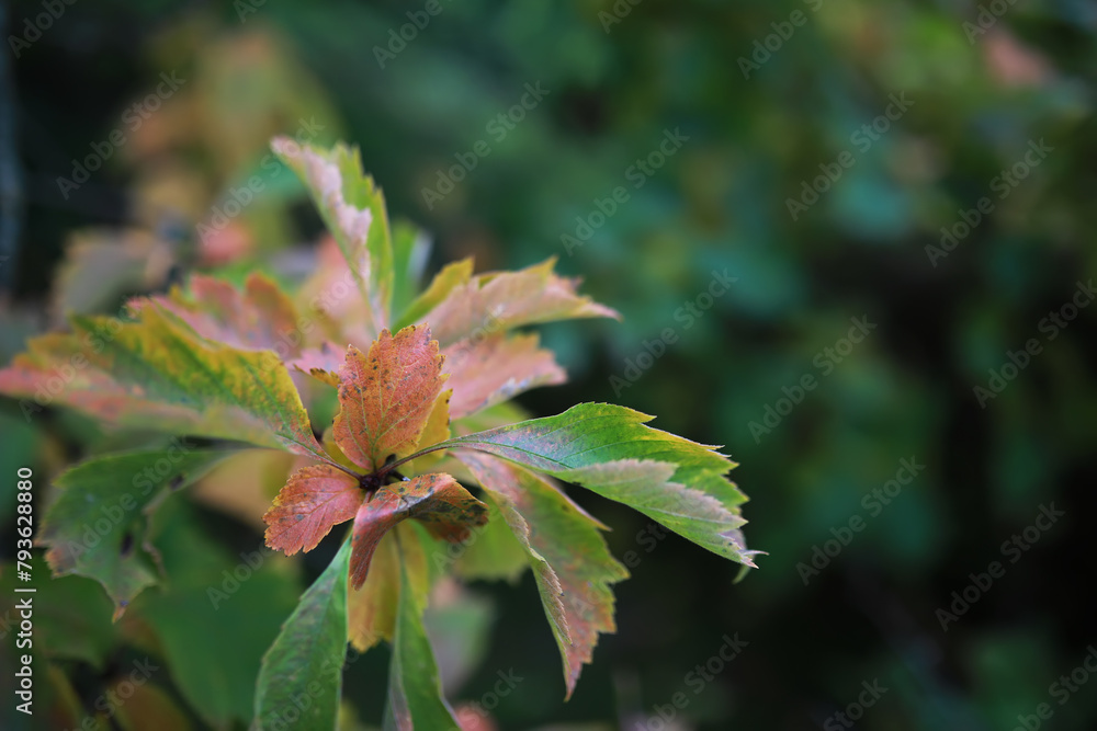 Lively closeup of falling autumn leaves with vibrant backlight from the setting sun Lively closeup of falling autumn leaves with vibrant backlight from the setting sun